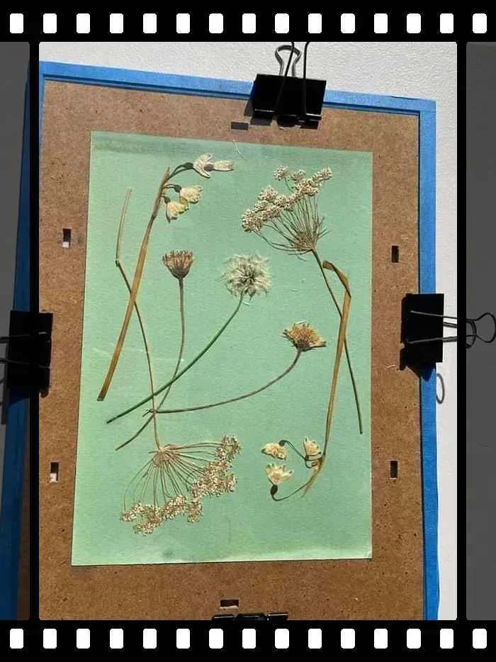 Blueprint cyanotype example